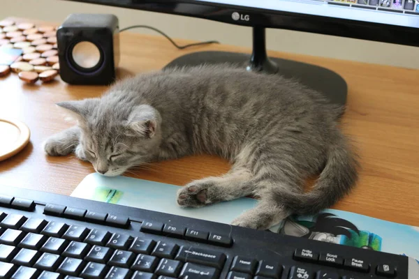 Lindo Durmiendo Británico Gatito —  Fotos de Stock