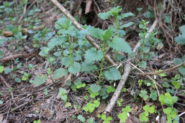 Yazın ormanda ısırgan otu