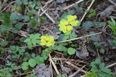 Yazın ormandaki çimenler makro