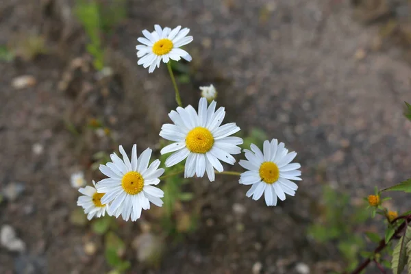 Caddedeki makro fotoğraflarda papatyalar