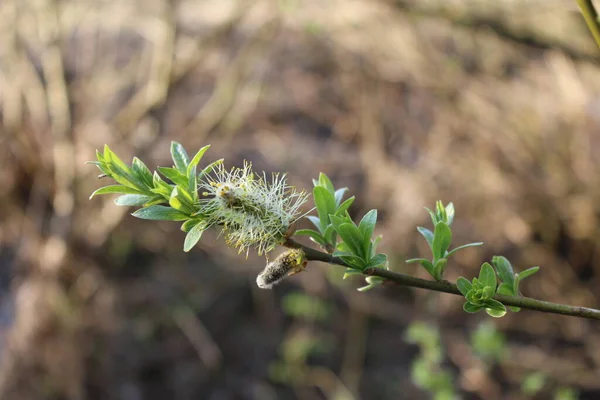 Jeunes Feuilles Vertes Sur Les Branches Printemps — Photo