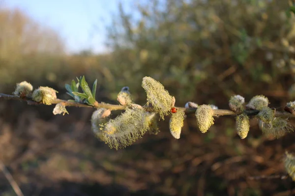 Deux Coccinelles Ayant Des Relations Sexuelles Printemps — Photo