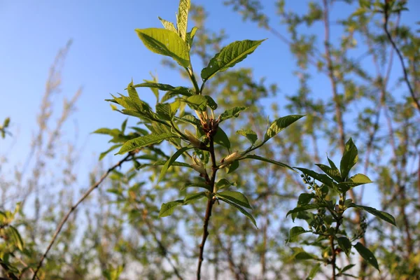 Hojas Verdes Jóvenes Ramas Primavera — Foto de Stock