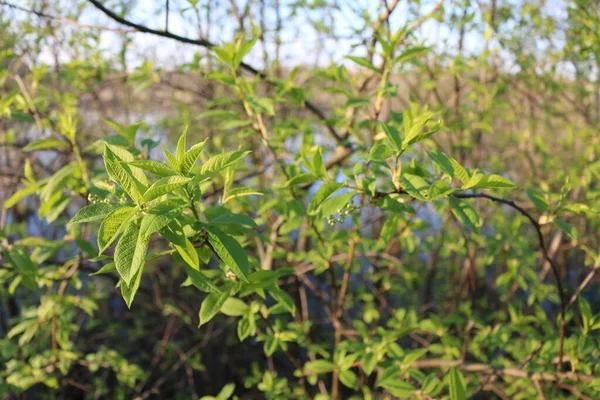 Petites Feuilles Vertes Sur Les Branches Printemps — Photo