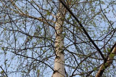 İlkbaharda huş ağacı yaprakları