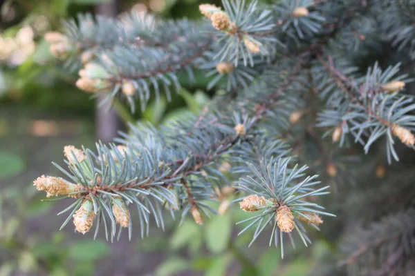 Pequenos Cones Árvore Natal — Fotografia de Stock