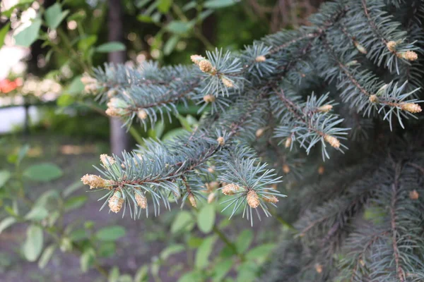 Petits Cônes Sur Sapin Noël — Photo