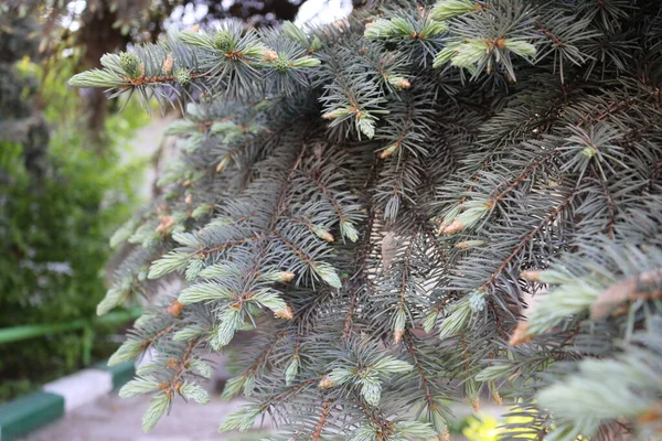 Pequeños Conos Árbol Navidad —  Fotos de Stock