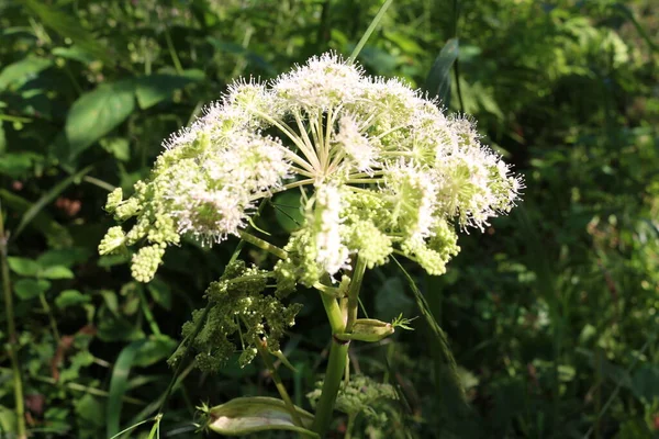 Weiß Blühende Mammi Frühling — Stockfoto