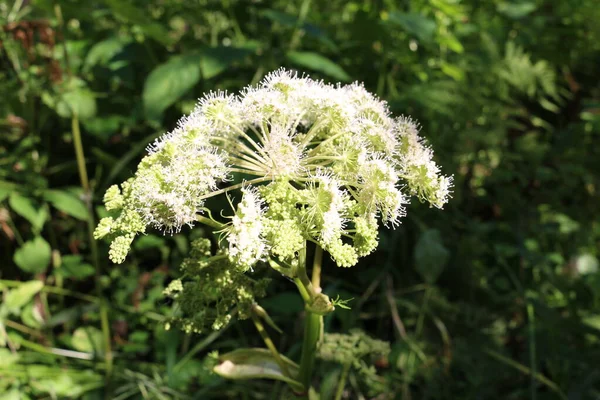 Weiß Blühende Mammi Frühling — Stockfoto