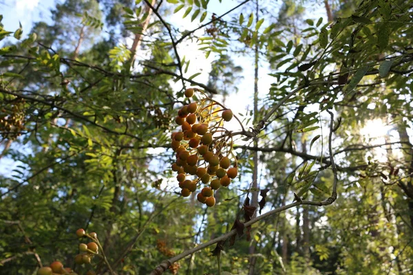 Yellow Rowan Berries Branch Sun — Stock Photo, Image