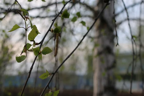 Hojas Verdes Jóvenes Ramas Primavera — Foto de Stock