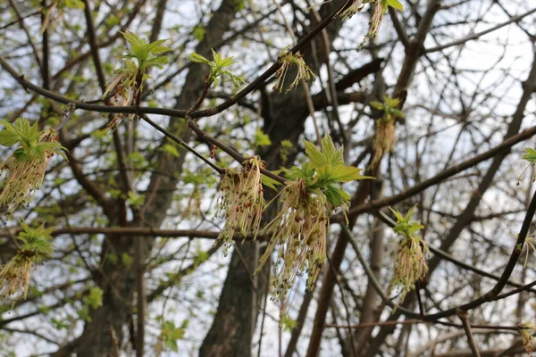 Молодые Зеленые Листья Ветвях Весной — стоковое фото