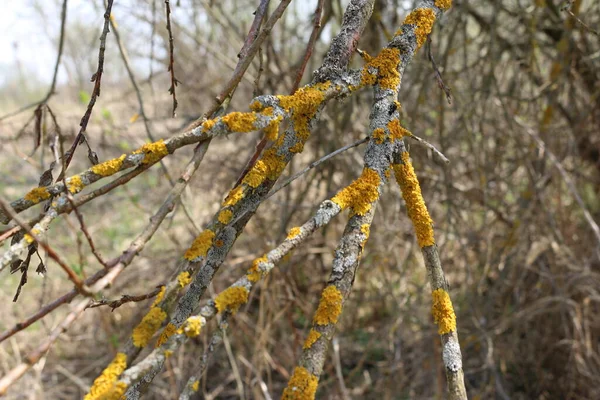 yellow moss on the branches