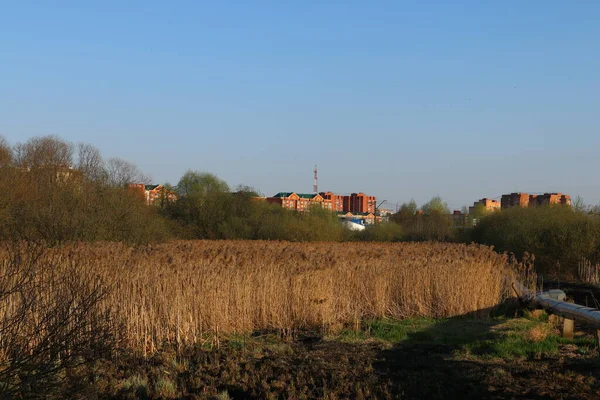 Een Veld Met Droog Riet Bij Stad — Stockfoto