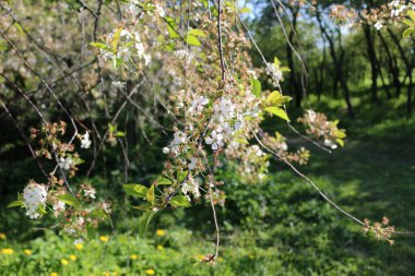 Bahçede çiçek açan elma ağacı