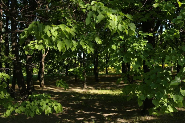 Trees Park Sun Summer — Stock Photo, Image