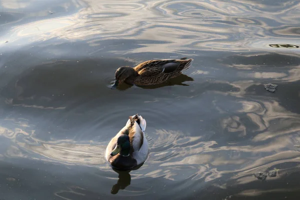 Twee Eenden Zwemmen Het Water — Stockfoto