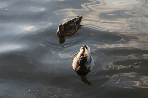 Twee Eenden Zwemmen Het Water — Stockfoto