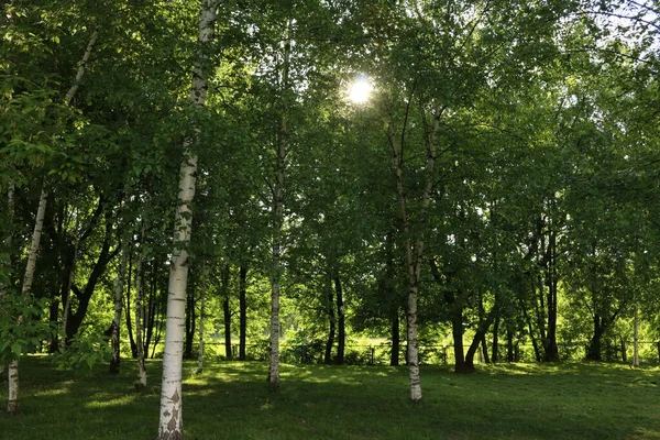 Bäume Park Sonne Sommer — Stockfoto