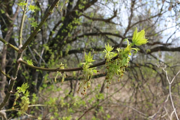 Petites Feuilles Vertes Sur Les Branches Printemps — Photo