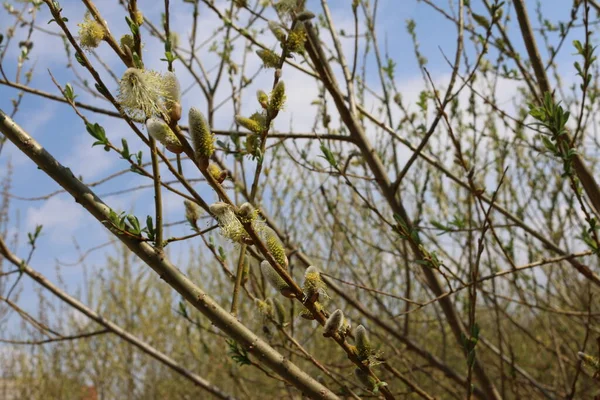 Brotes Esponjosos Hojas Pequeñas Primavera Tiro Cercano — Foto de Stock