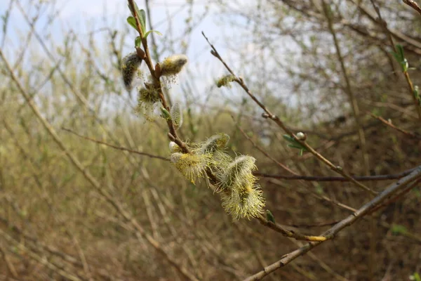 Brotes Esponjosos Hojas Pequeñas Primavera Tiro Cercano — Foto de Stock