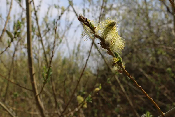 Bourgeons Duveteux Petites Feuilles Printemps Tir Rapproché — Photo