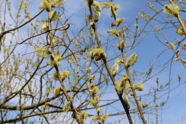 Bourgeons Duveteux Petites Feuilles Printemps Tir Rapproché — Photo