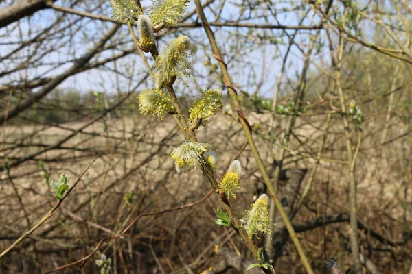 Bourgeons Duveteux Petites Feuilles Printemps Tir Rapproché — Photo