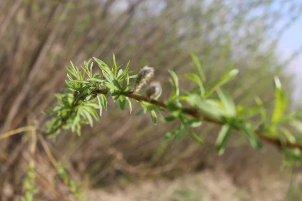 Pequeñas Hojas Verdes Las Ramas Primavera — Foto de Stock