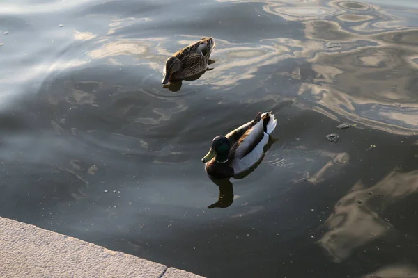 Due Anatre Che Nuotano Acqua — Foto Stock