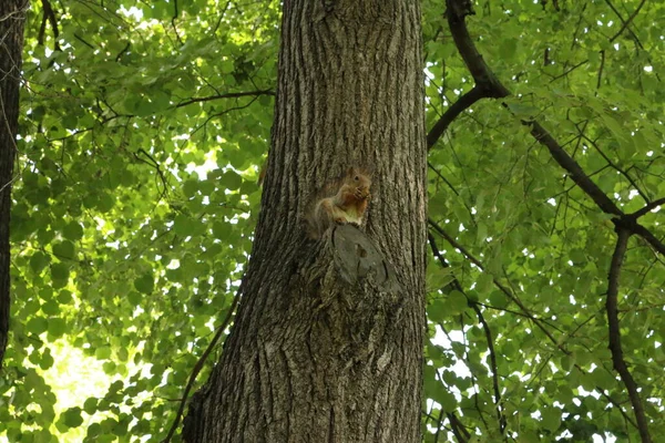 Eichhörnchen Auf Einem Baum Park Sommer — Stockfoto