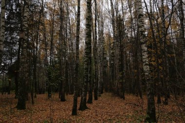 Sonbaharda huş ağacı korusu
