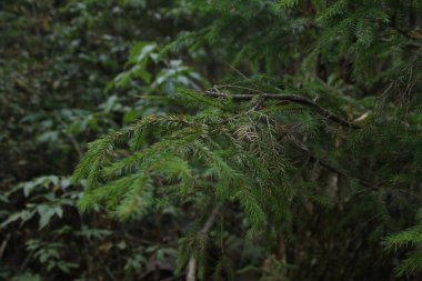 Çam dalları yakın plan fotoğraf