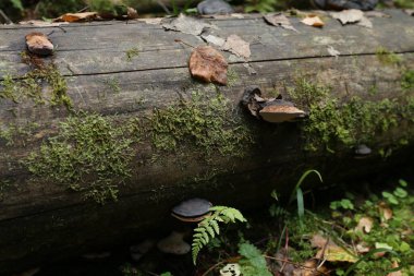 Düşen bir ağaçta yosun.