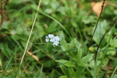 Alp, unutma beni yaz mevsiminde çimenlerde.