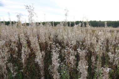 Alan makro fotoğrafçılığındaki kuru çimenler