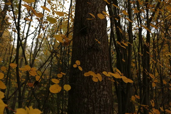 Жовте Кругле Листя Гілках Восени — стокове фото