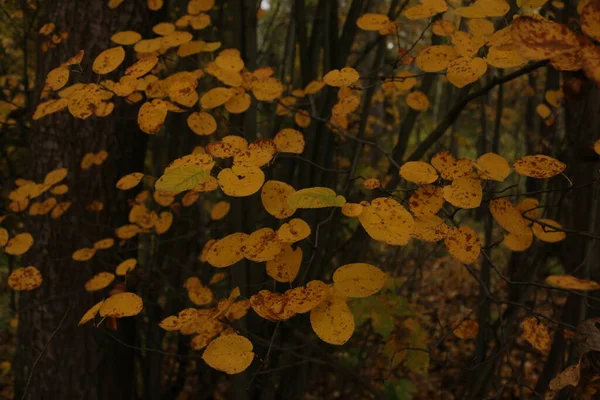 Yellow Leaves Trees Autumn — Stock Photo, Image