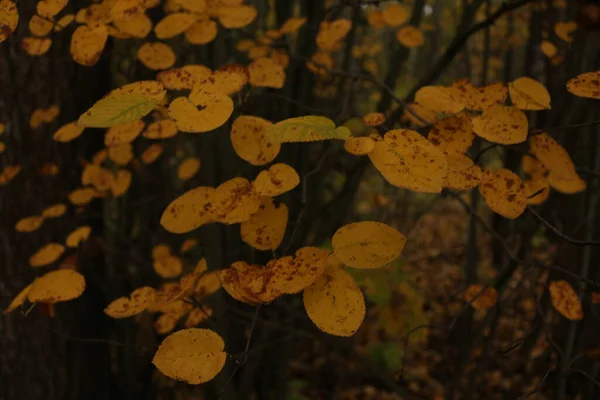 Жовте Листя Деревах Осінь — стокове фото