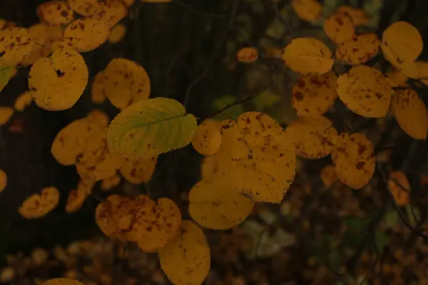 Жовте Листя Деревах Осінь — стокове фото