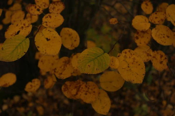 Sonbaharda Ağaçlarda Sarı Yapraklar — Stok fotoğraf