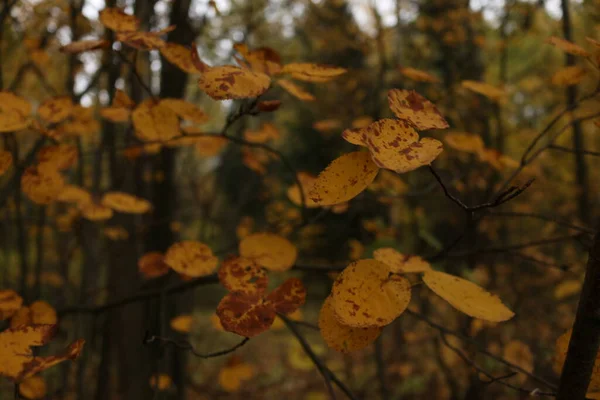 Gele Bladeren Bomen Herfst — Stockfoto
