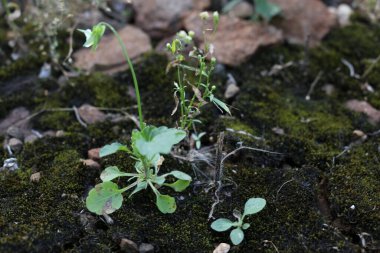 Ormandaki bitkilerin makro fotoğrafları