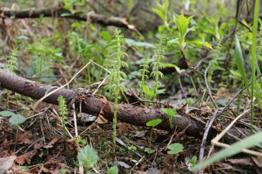 Ormandaki bitkilerin makro fotoğrafları