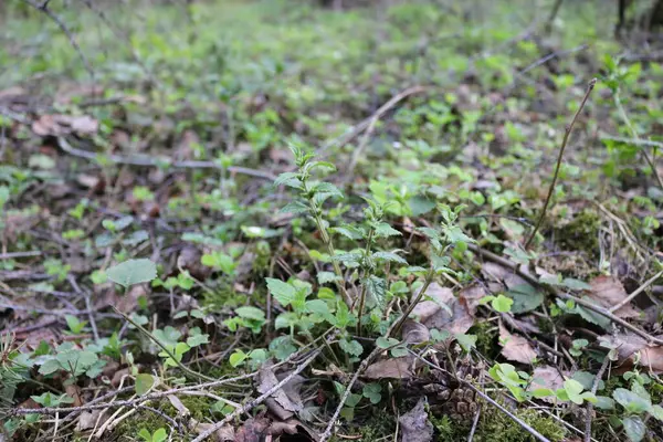 Ormandaki bitkilerin makro fotoğrafları