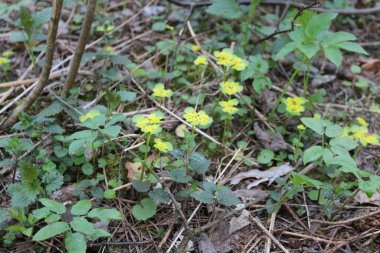 Yazın ormandaki çimenler makro