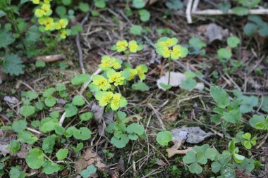 Yazın ormandaki çimenler makro