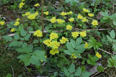 Yazın ormandaki çimenler makro